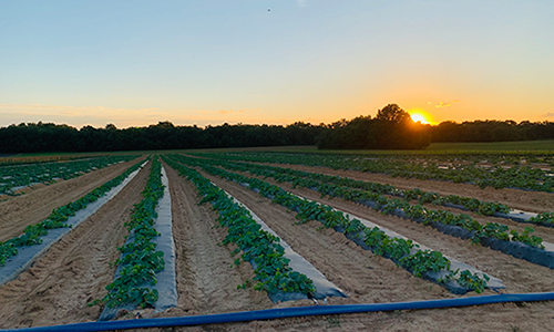 Fresh Farm Produce Columbia MD