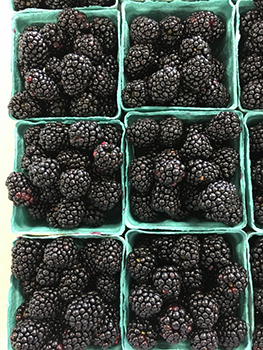 Local Berries Poolesville MD